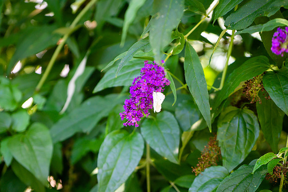 DSC00642-2