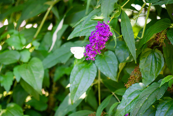 DSC00641-2