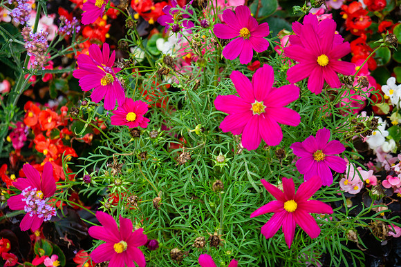 DSC00577-2
