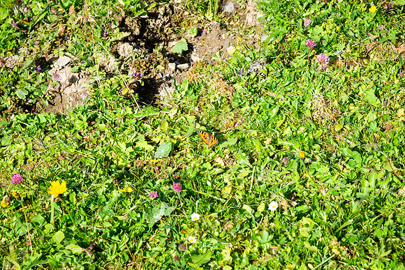 DSC00486-2